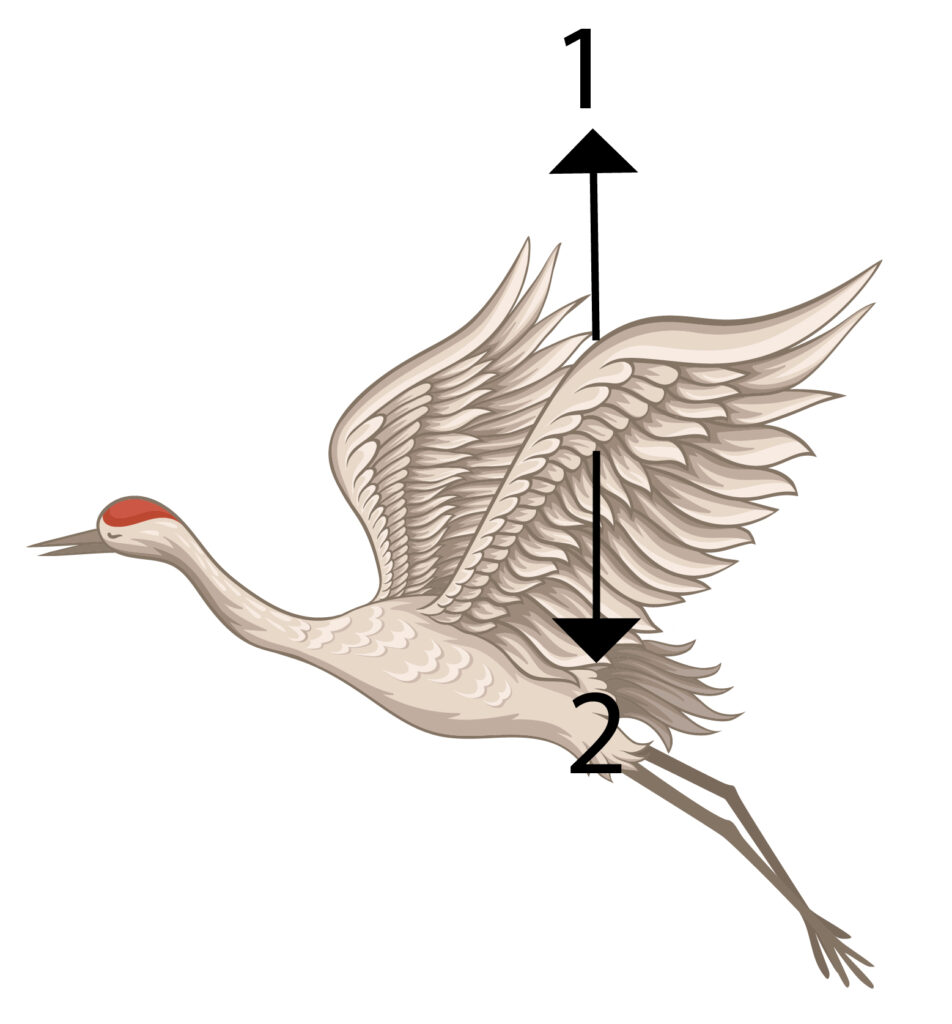 Bird flying force diagram