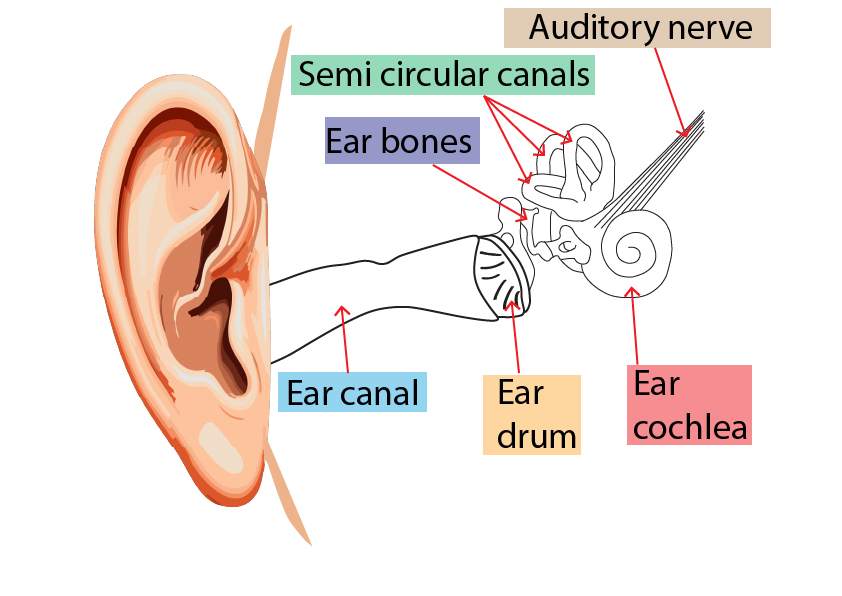 Structure of the Ear, showing outer ear, ear drum, auditory nerve, semi circular canal and ear bones