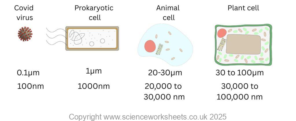 Diagrm showing sizes of a covid virus, prokaryotic cell, animal cell and plant cell
