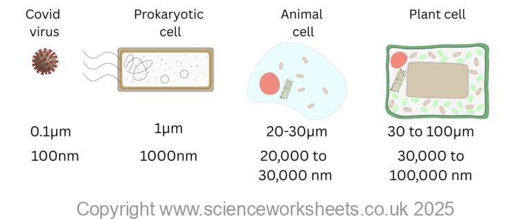 AQA GCSE Scale and size of cells (Biology) - Science Worksheets