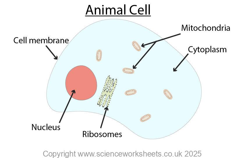 Animal cell with cell membrane, mitochondrion, cytoplasm, nucleus