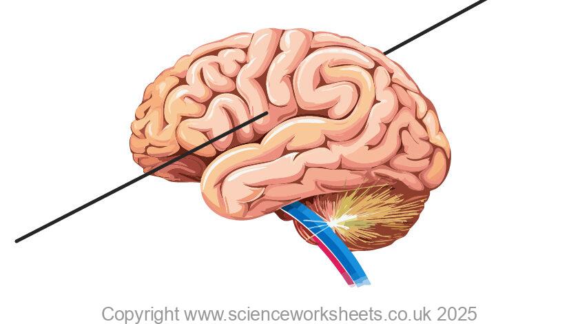 Gamma beam through brain