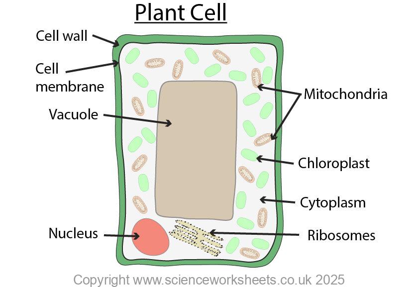 Plant cell as an example of a eukaryotic cell, labelled with nucleus, chloroplasts, mitochondria,