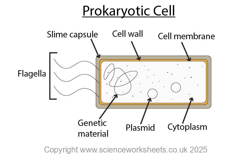 Labelled prokaryotic cell e.g. bacterial cell