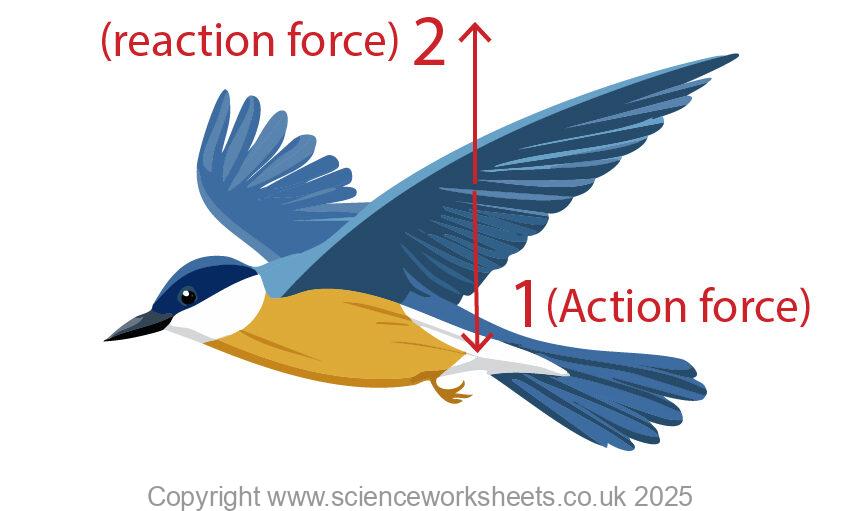 Action and reaction forces for a bird flying