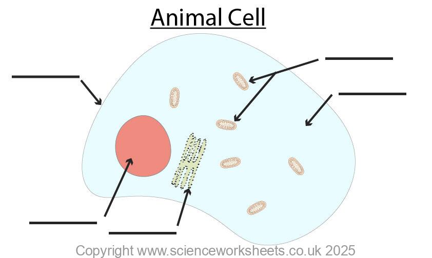 Animal cell blank diagram for labelling