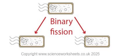 AQA GCSE Microorganism cultures (Biology) - Science Worksheets
