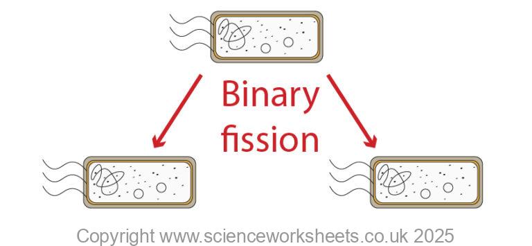 AQA GCSE Microorganism cultures (Biology) - Science Worksheets