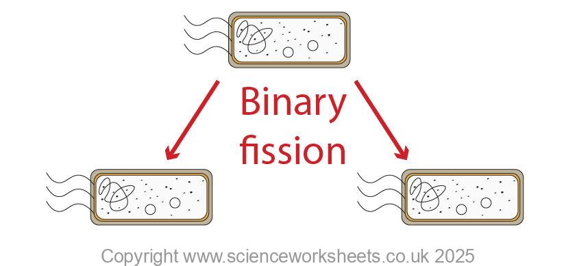 Binary fission of a bacterial cell dividing