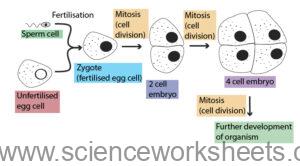 AQA GCSE Stem Cells (Biology) - Science Worksheets
