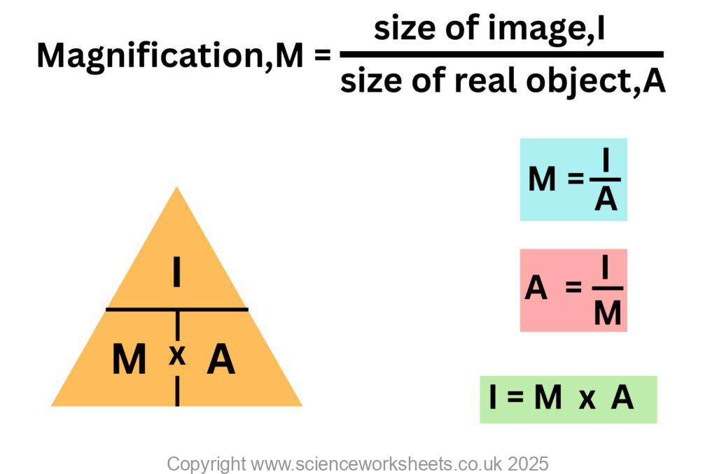 Magnification Example Cell AQA GCSE Microscopes (Biology) - Science Worksheets