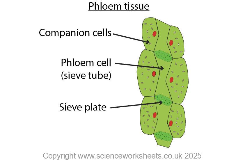 Phloem tissue containing phloem cells and companion cells.