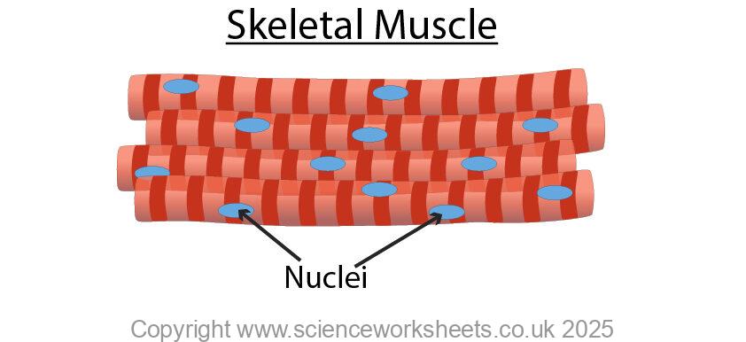 AQA GCSE Specialised cells in animals (Biology) - Science Worksheets