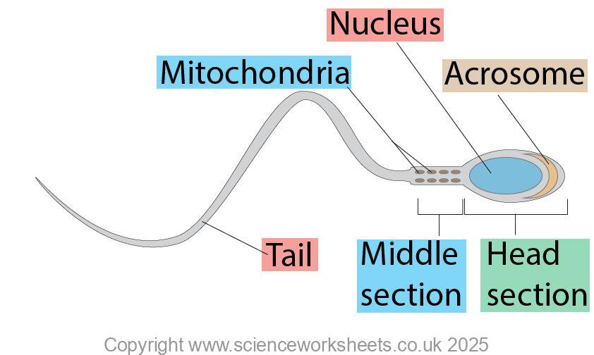 Labelled sperm cell as an example of a specialised cell