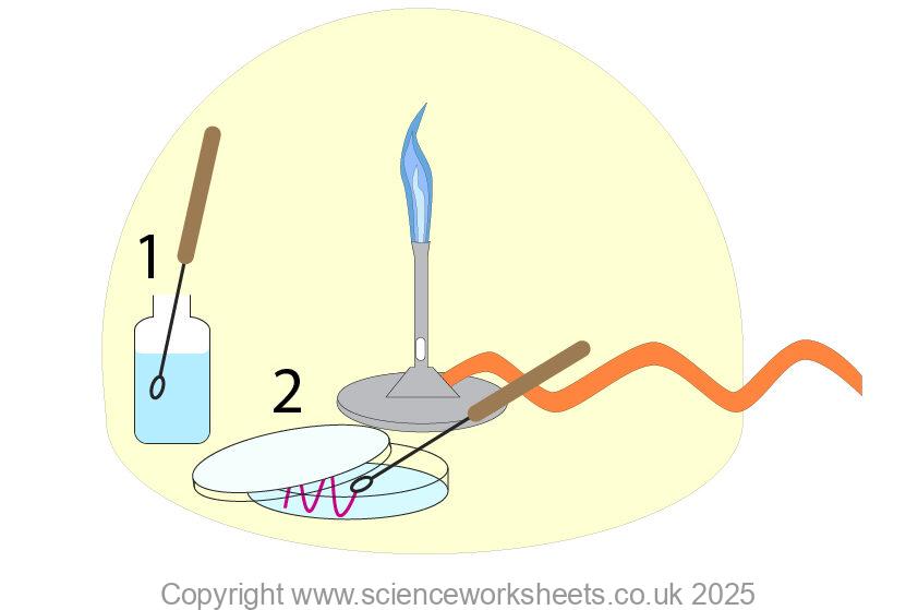 Dipping an inoculating loop into bacterial suspension and then streaking agar plate with lid agar,