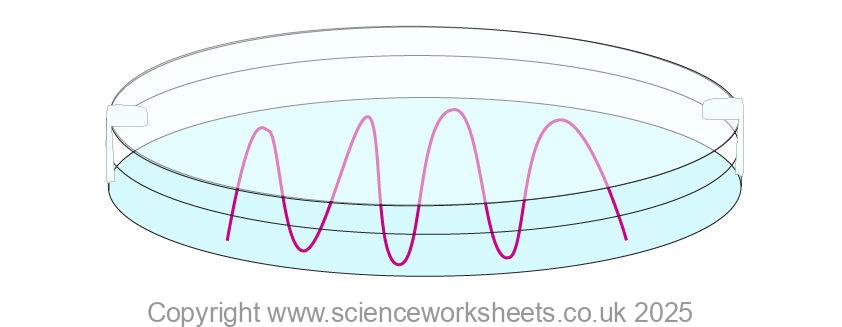 Sealed petri dish with two pieces of tape