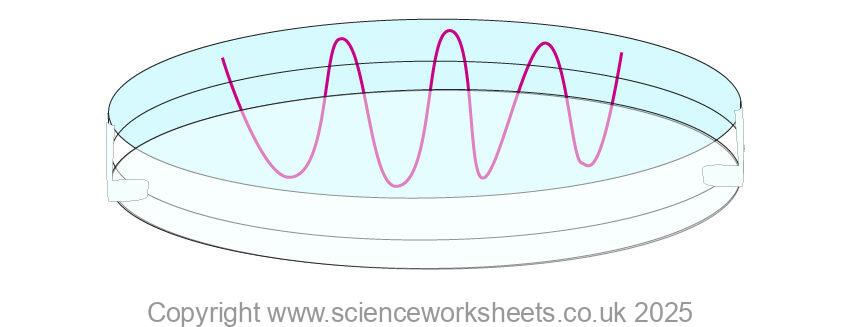 Sealed petri dish with agar and culture upside down