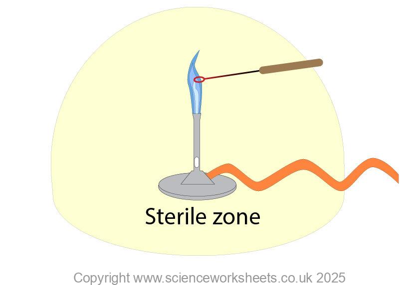Sterilise inoculating loop by holding the loop in a bunsen flame