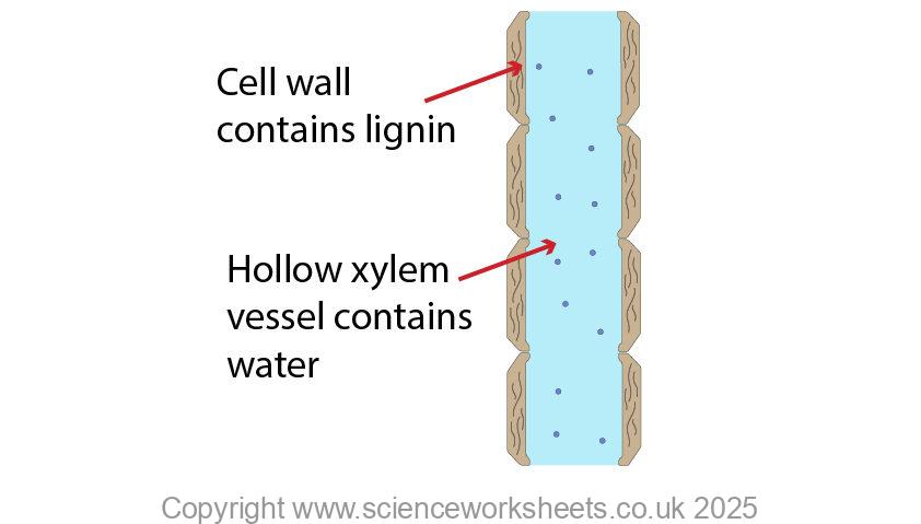Xylem vessel