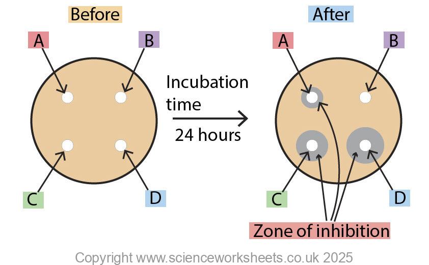 zone of inhibition experiment for microbes