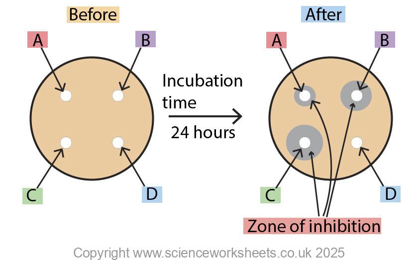 Zone of inhibition question