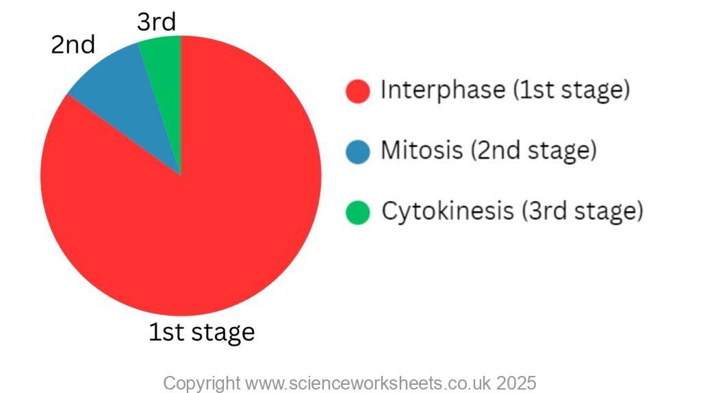 stages in cell cycle