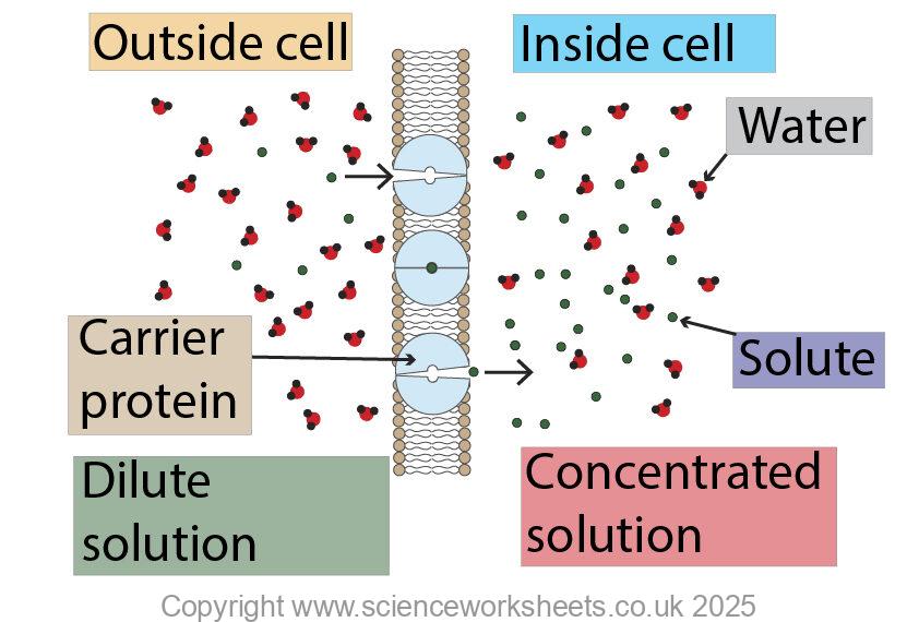 Active transport showing solute molecules moving from a dilute solution to a concentrated solution