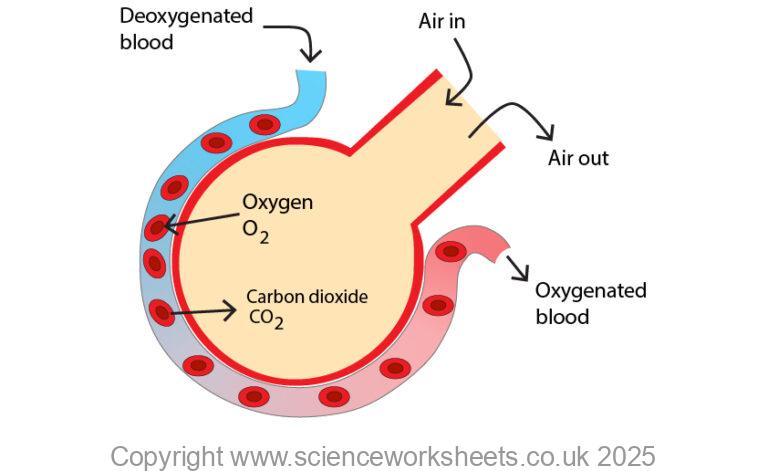 AQA GCSE Simple diffusion (Biology) - Science Worksheets