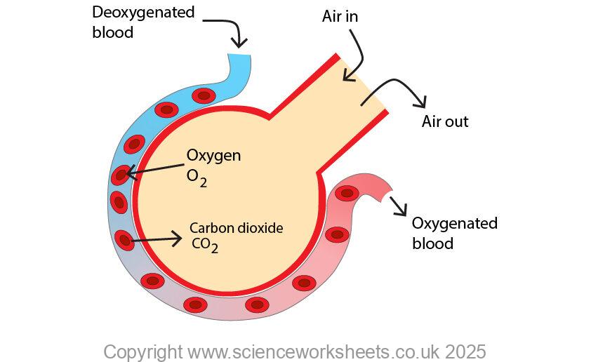 Gas exchange at alveolus with oxygen diffusing into red blood cells and carbon dioxide diffusing out of the red blood cell