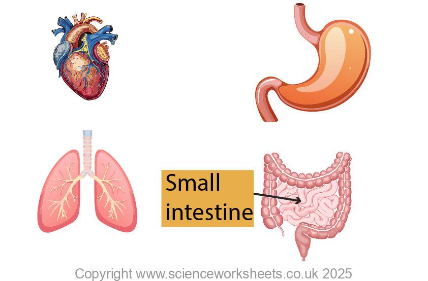 Animal organs heart, lungs, stomach and small intestine