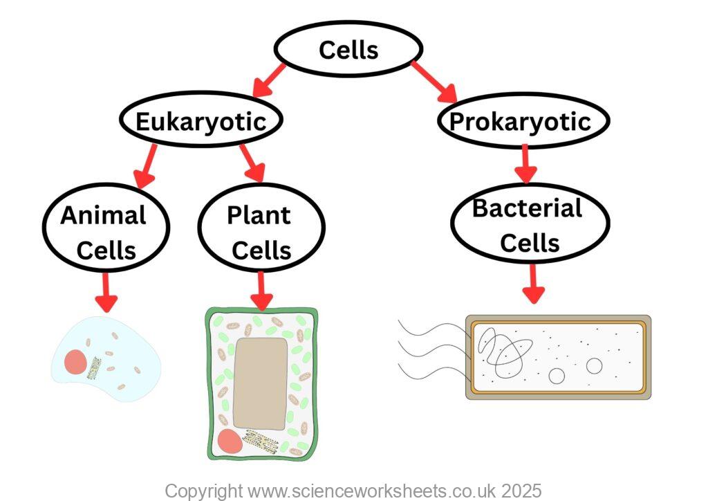 Flow chart to show different types of cells, eukaryotic, prokaryotic