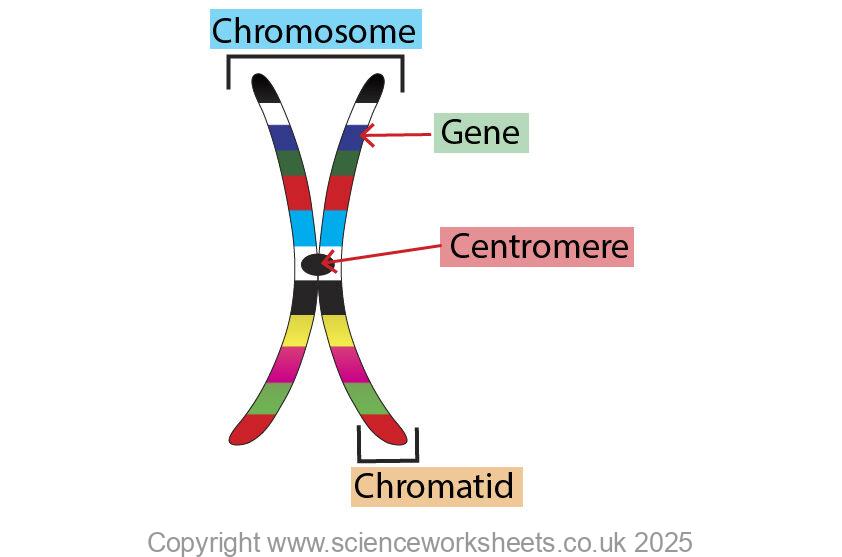 Chromosome labelled diagram with centromere, genes and chromatid
