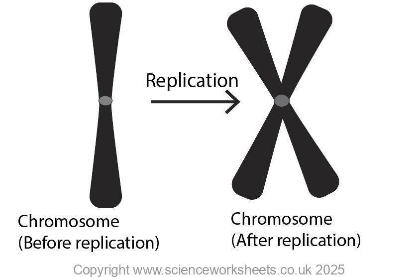 Chromosome replication