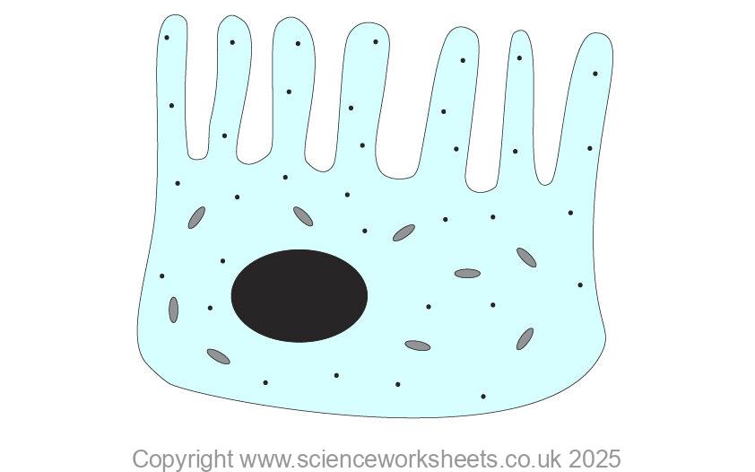 Intestinal cells