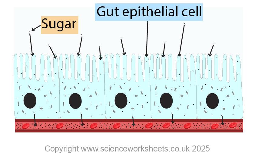 Gut epithelial cell absorbing sugar by active transport