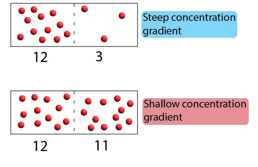 Concentration gradient