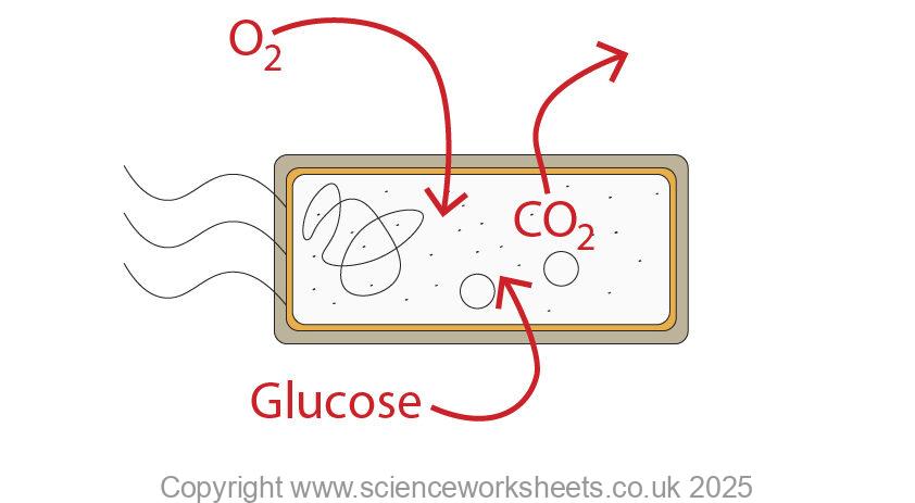 Diffusion into and out of a bacterial cell