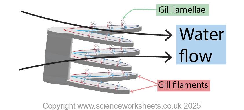 fish gills used for gas exchange