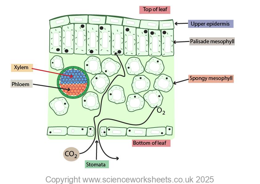 Gas exchange into and out of a leaf