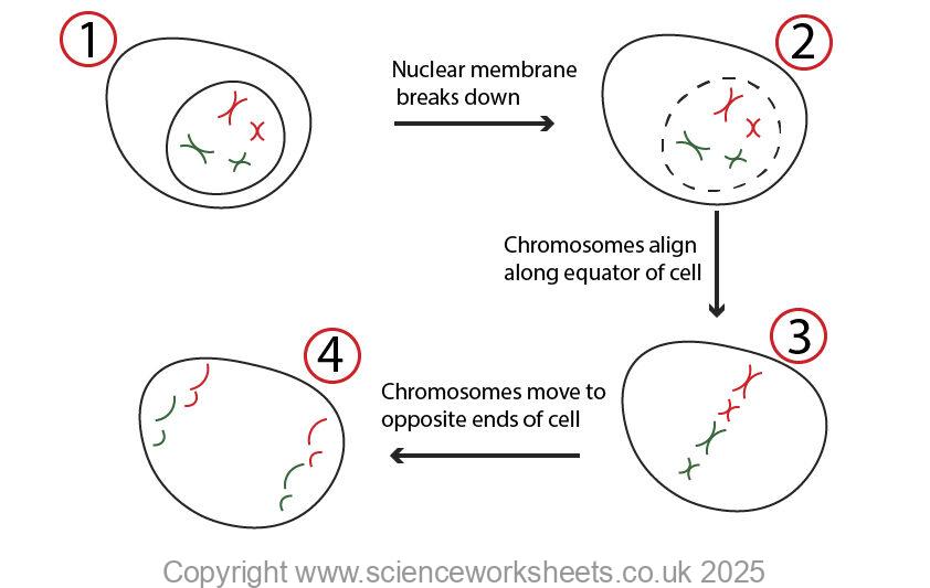 Stages of mitosis shown for gcse biology