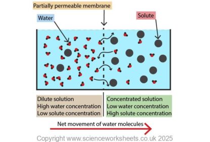 AQA GCSE Osmosis (Biology) - Science Worksheets