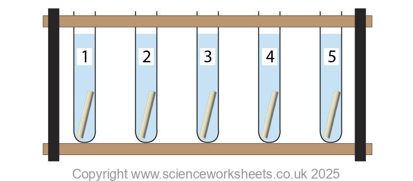 Potato cores placed into solution of different concentration to show osmosis