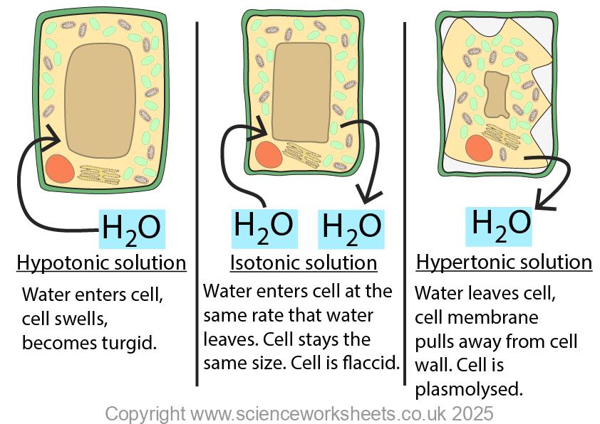 Plant cell undergoing osmosis, where the cell becomes turgid, flacid or plasmolysed
