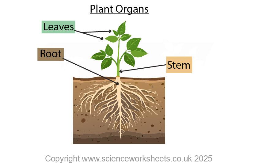 Plant organs leaf, stem and roots