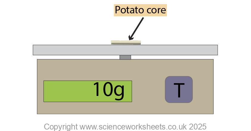 Recording the mass of a potato core on a balance