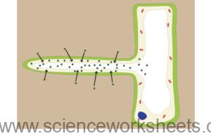 AQA GCSE Plant Organ System (Biology) - Science Worksheets