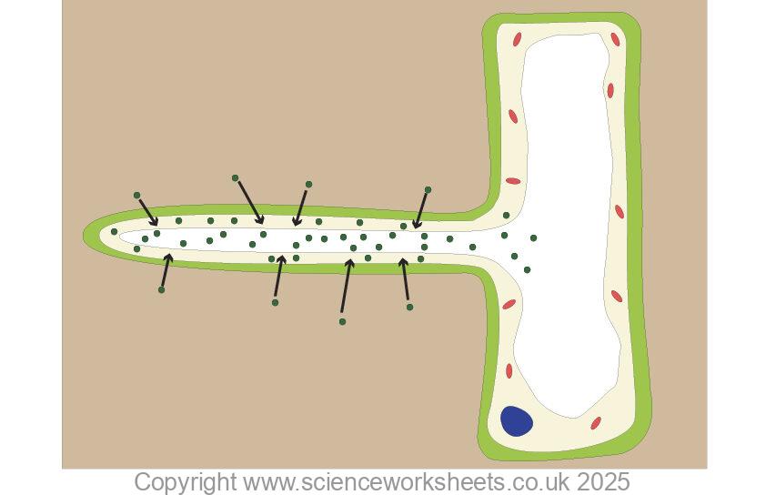 Root hair cell in plant showing active transport