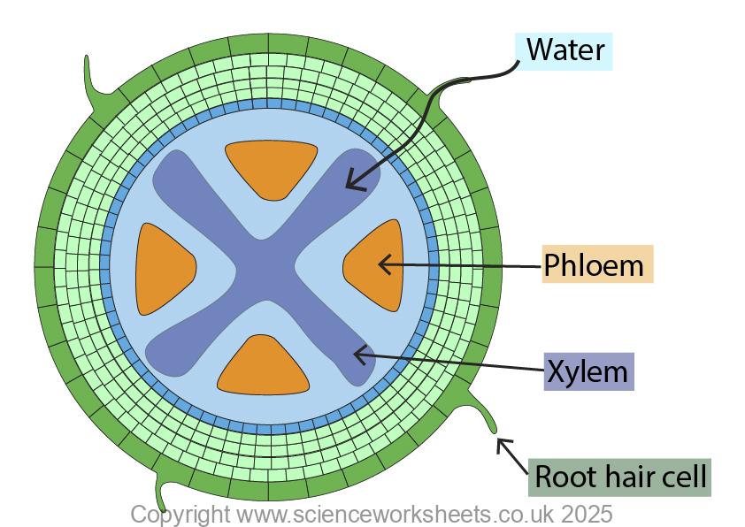 Root structure of a plant showing diffusion of water by osmosis across many cells.