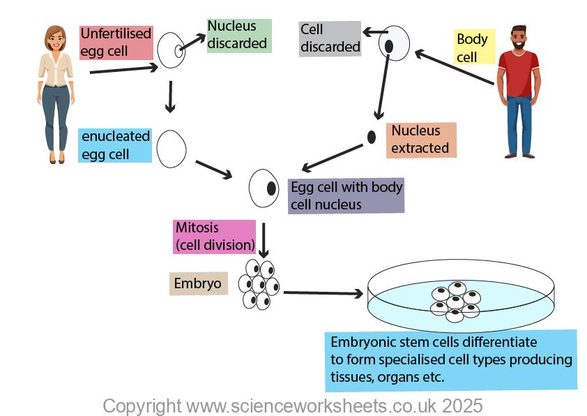 Therapeutic cloning showing the stages for gcse biology