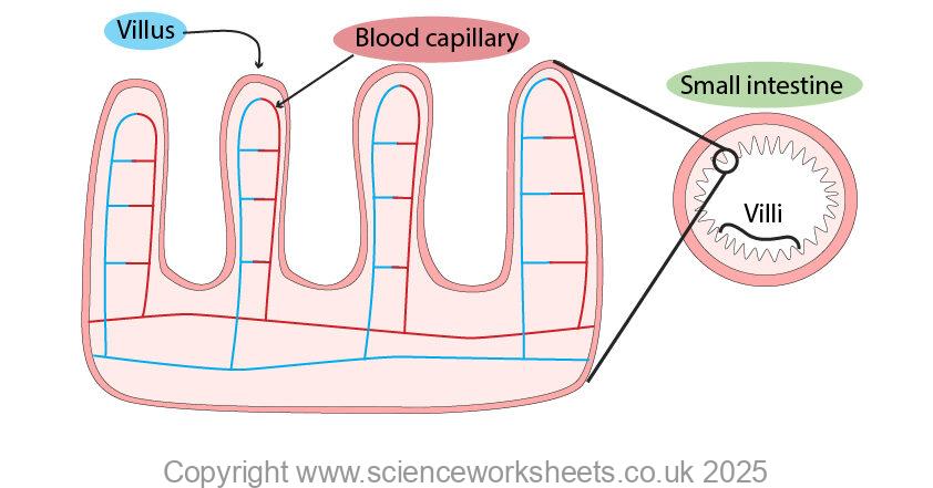Villi in small intestine